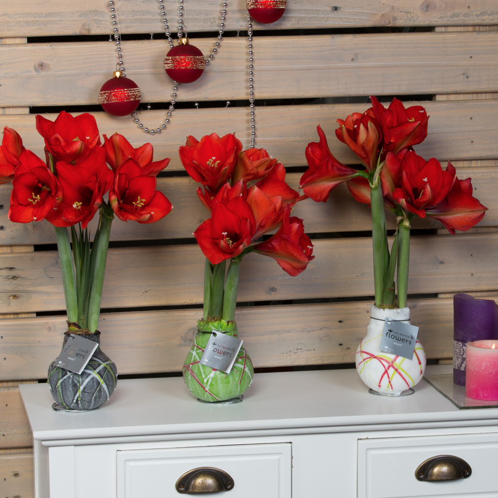 No Water Flowers® | Wax Amaryllis | Vreugdenhil Bulbs & Plants